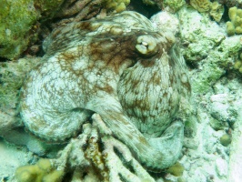 Common Octopus IMG 6068